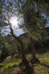 Sun shines through olive tree branches with medieval wall background