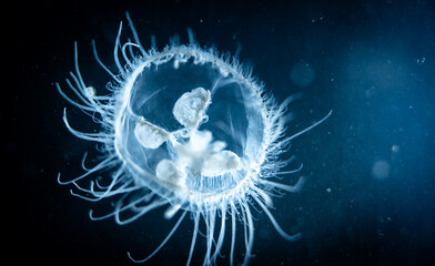 Peach blossom jellyfish (Craspedacusta sowerbii) macro close-up, a species of freshwater hydrozoan...