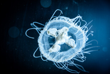Peach blossom jellyfish (Craspedacusta sowerbii) macro close-up, a species of freshwater hydrozoan...