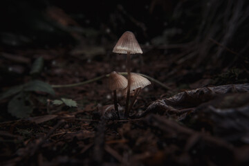 toadstools on green moss on a dark natural background. pagan wiccan, slavic traditions. Witchcraft, esoteric spiritual ritual