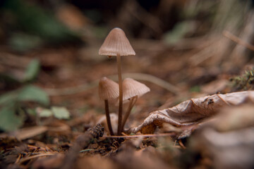 toadstools on green moss on a light natural background. pagan wiccan, slavic traditions. Witchcraft, esoteric spiritual ritual