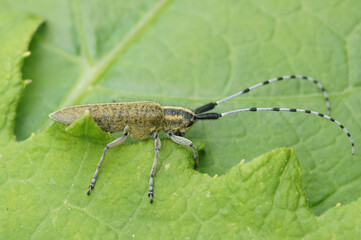 Closeup on the Golden-bloomed grey longhorn beetle, Agapanthia villosoviridescens on thistle