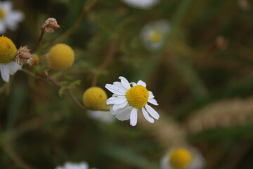 Kamille ist eine Heilpflanze. Feldblumen aus nächster Nähe. Weiße Blüten auf der Wiese. Agrarland. Grün im Hintergrund. Weiße Blütenblätter. Gelbes Staubblatt. Natürlichen Umgebung. Duftkräuter. 
