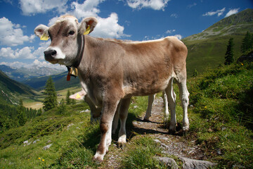 Fototapeta na wymiar brown swiss cow on mountain pasture in Switzerland