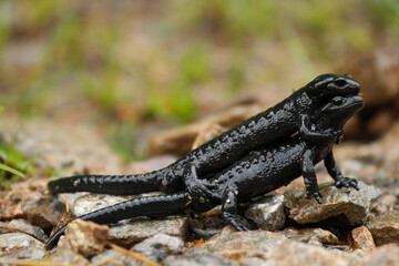 Alpine salamander - Salamandra atra: two wild animals mating