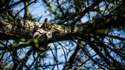 Long-eared owl (Asio otus) wintering on a pine tree in a city park