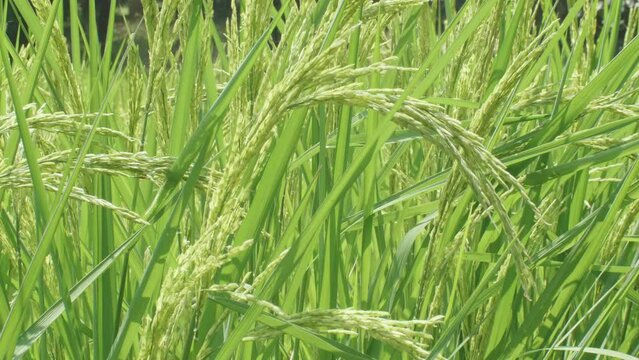 Close up ear of rice swaying by wind in rice paddy. Hom Mali rice field located in countryside of Thailand. Ripe ear of rice to be harvested soon. Hom Mali grain in paddy field concept.