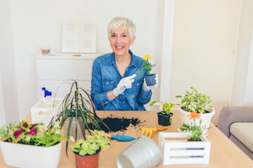 Mature woman caring for house plant. Woman taking care of plants at her home, praying a plant with pure water from a spray bottle.