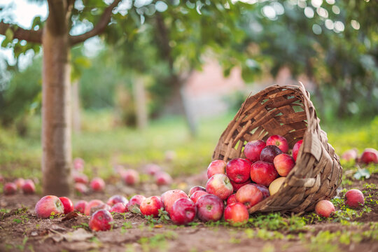 Apple tree and fresh ripe red apples in basket on the ground in a orchard garden. Fruits harvest.