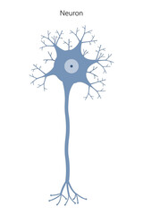 Fototapeta premium Neuron. Neuronal structure. 