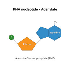 RNA nucleotide (ribonucleotide) - Adenylate.	