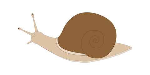 Snail morphology.  © A Step