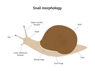 Snail morphology.