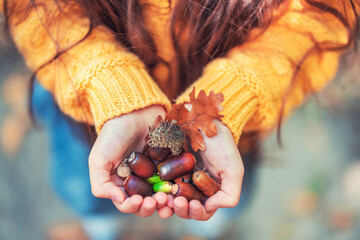 Forest acorn nuts in the hands of a little girl, color autumn season