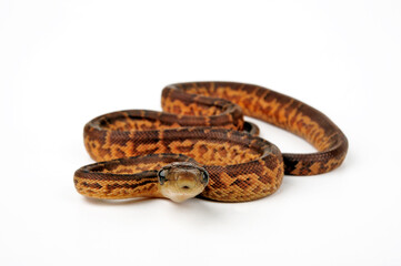 Hispaniolan boa // Haiti-Boa (Chilabothrus striatus)