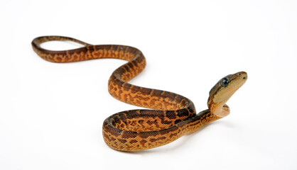 Hispaniolan boa // Haiti-Boa (Chilabothrus striatus)