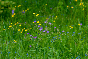 meadow with flowers