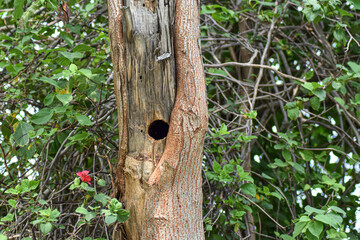 wooden bird house