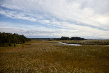 Natural landscape with lake, reed and beautiful sky cvered with clouds, selective focus