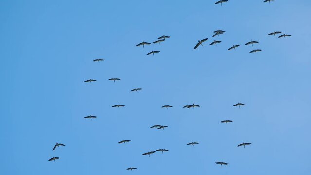 Flock of birds flying at against the blue sky. Silhouette of wild bird herons in the sky