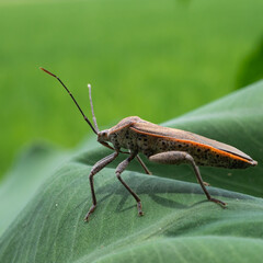 grasshopper on a leaf