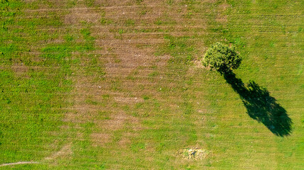 top down aerial view on a two trees in the middle of a cultivated field, field with tractor tracks, copy space. High quality photo