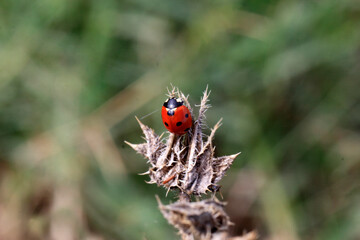 coccinelle pos&eacute;e