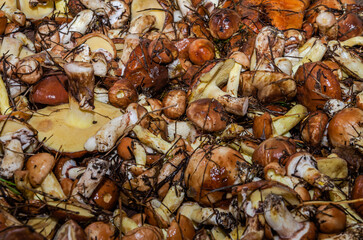 Freshly harvested forest mushrooms Suillus family Boletaceae	
