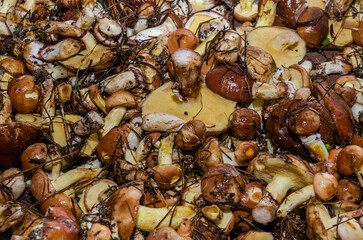Freshly harvested forest mushrooms Suillus family Boletaceae	
