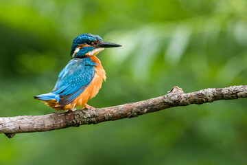 The common kingfisher (Alcedo atthis)the Eurasian kingfisher, and river kingfisher, is a small kingfisher with seven subspecies recognized within its wide distribution across Eurasia and North Africa.