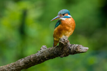 The common kingfisher (Alcedo atthis)the Eurasian kingfisher, and river kingfisher, is a small kingfisher with seven subspecies recognized within its wide distribution across Eurasia and North Africa.