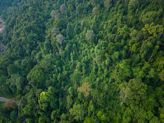 Fototapeta na wymiar Green tree forest on tropical mountain in island nature landscape