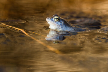 Male moor frogs turn into a bright blue at mating time. So they want to impress the females. It is a fantastic natural spectacle. Concept: animals and mating