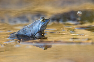Male moor frogs turn into a bright blue at mating time. So they want to impress the females. It is a fantastic natural spectacle. Concept: animals and mating
