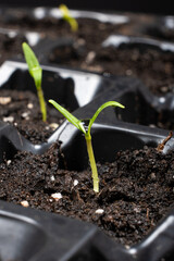 Growing peppers from seeds. Step 4 - First Sprouts