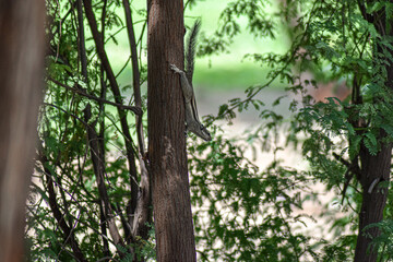 tree in the forest