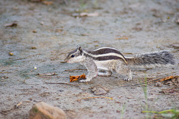 squirrel in the park