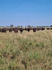 Fototapeta na wymiar African Buffalo in National Park, Tanzania. Safari in Africa