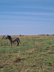 Fototapeta premium African Buffalo in National Park, Tanzania. Safari in Africa
