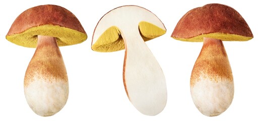 Boletus edulis or cep mushrooms isolated on white background. Collection