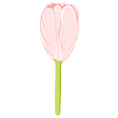 Tulip Elements and illustration