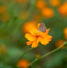 黄色いマンダリンの花に止まる蝶々