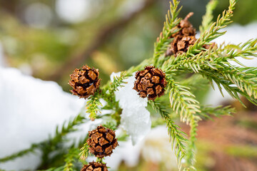 sequoia sempervirens evergreen tree with new shoots and cones in early spring under snow, natural background - obrazy, fototapety, plakaty