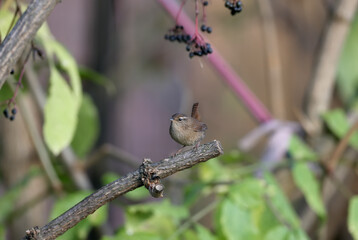 Portraits of Eurasian wren (Troglodytes troglodytes) shot close-up against a blurred background sitting on a branch in the soft morning light