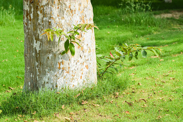 tree in the garden