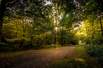 Levé de soleil en forêt