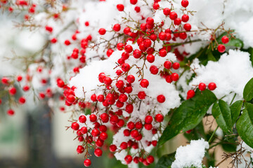 Nandina domashnaya nandina, heavenly bamboo or sacred bamboo . Red berries under the snow. Winter background