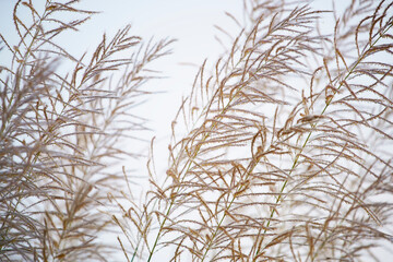 Fototapeta na wymiar fluffy reeds grass flower swaying from wind