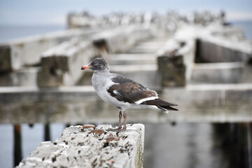 seagull on the pier