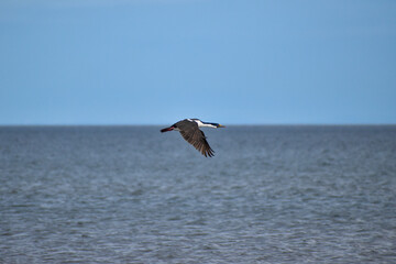 Fototapeta na wymiar seabird flying on the horizon